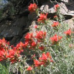blumen blumen