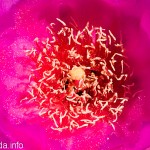 P1020231
