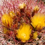 P1070430
