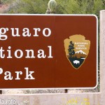 Der Saguaro-Nationalpark in Arizona, USA