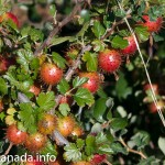 Beere2-1080429 Beere2-1080429