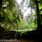 Forks-Wald-1080107