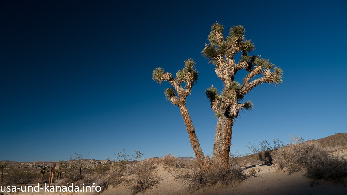 Die Mojave-Wüste: Schwitzen unter kalifornischer Sonne