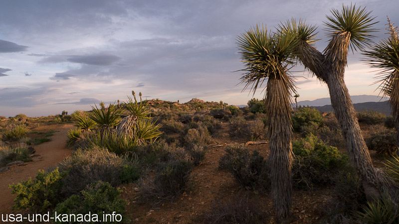 Der Joshua Tree National Park in Kalifornien, USA